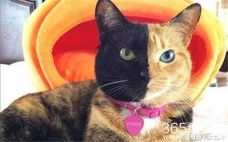 娱乐吃瓜君猫神,揭秘猫神背后的神秘故事